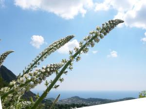 Insel Ischia. Blume
