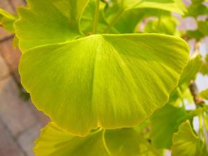 Insel Ischia. Pflanze