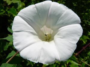 Insel Ischia. Blume