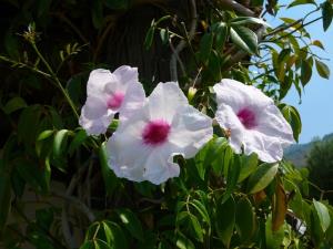 Insel Ischia. Blume