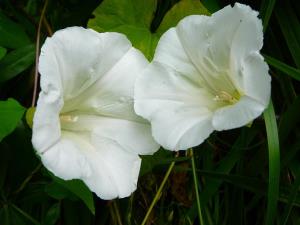 Insel Ischia. Blume