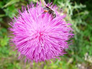 Insel Ischia. Blume
