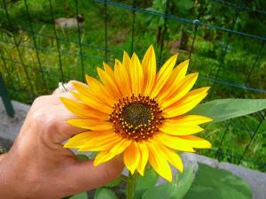 Insel Ischia. Blume