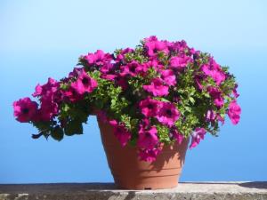 Insel Ischia. Blumen