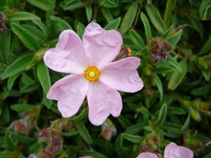 Blümen auf der Insel Ischia