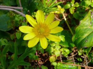 Blümen auf der Insel Ischia