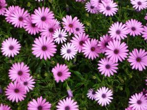 Blümen auf der Insel Ischia