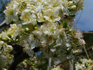 Blümen auf der Insel Ischia