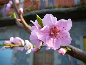 Blümen auf der Insel Ischia