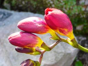 Blümen auf der Insel Ischia