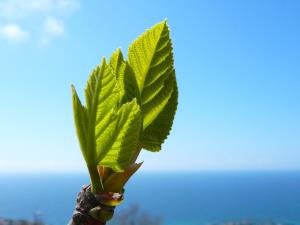 Insel Ischia. Baumknospen