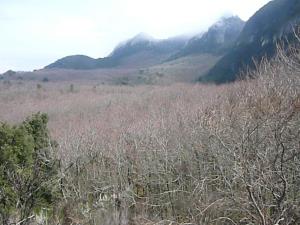 Insel Ischia. Landschaft