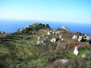 Ischia Weinberge